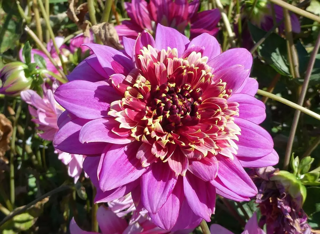 Dahlia Mambo Tubers