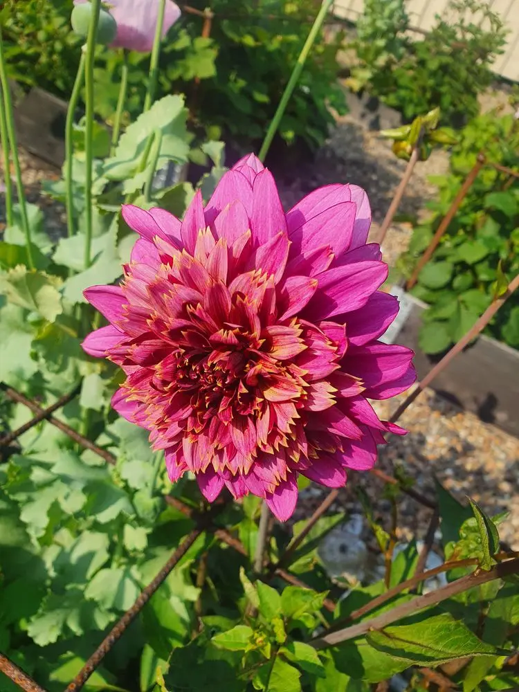 Dahlia Mambo Tubers