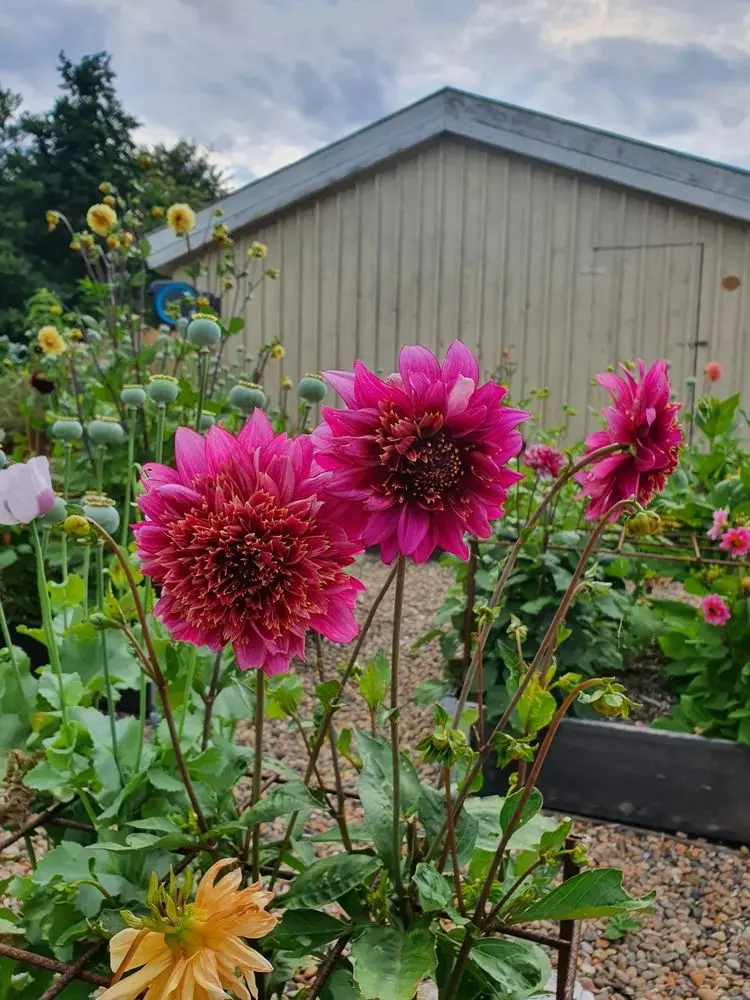 Dahlia Mambo Tubers - Image 2