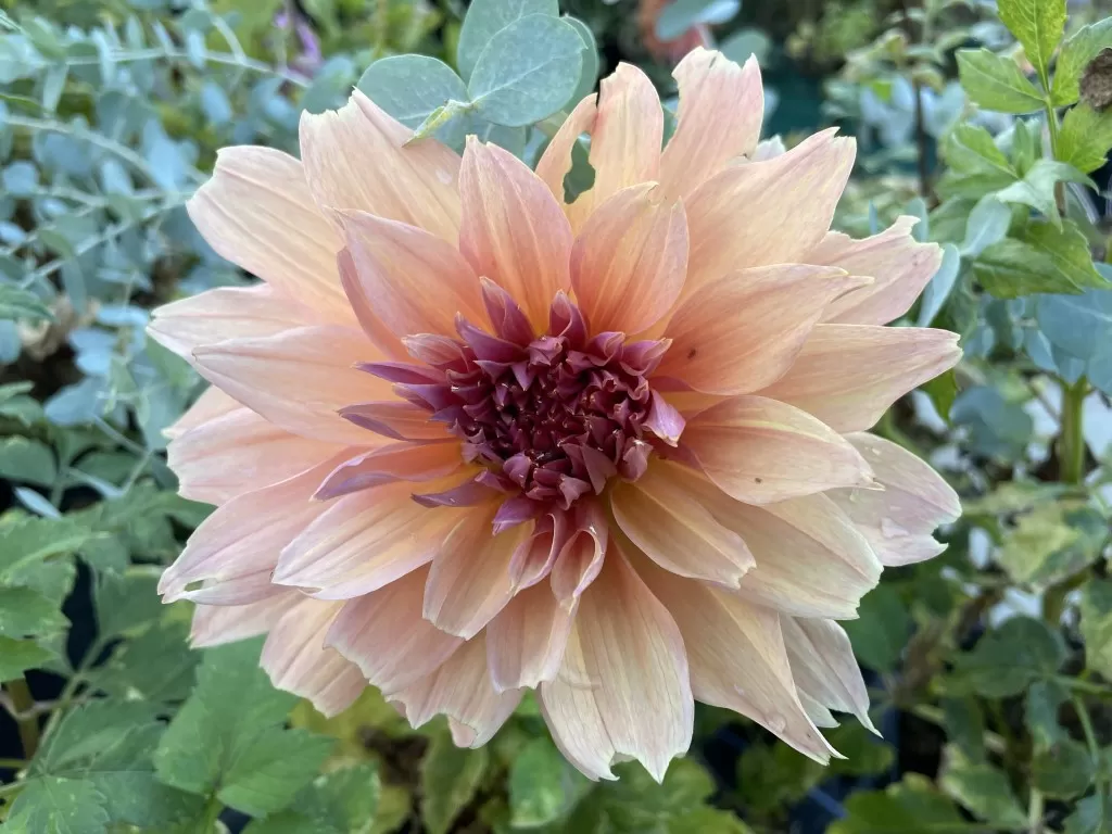 Dahlia Mango Madness Tubers