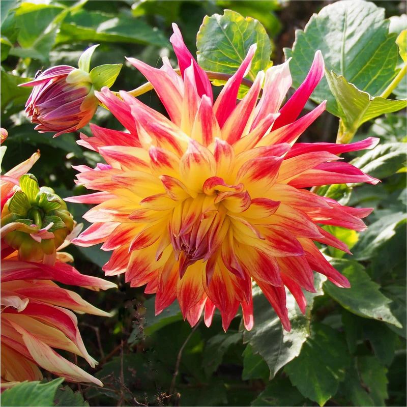 Dahlia Manhattan Island Tubers