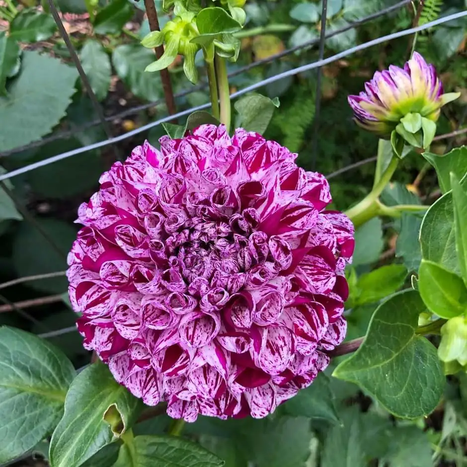 Dahlia Marble Ball Tubers