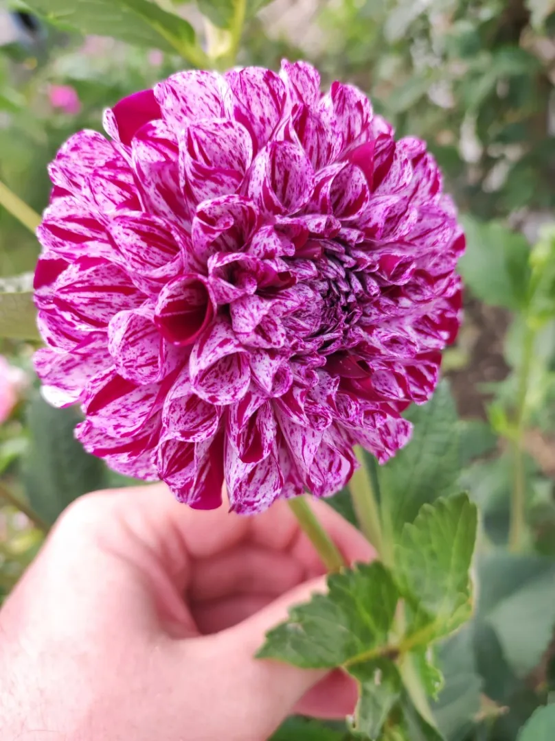 Dahlia Marble Ball Tubers