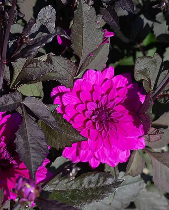 Dahlia Marcel Dassault Tubers
