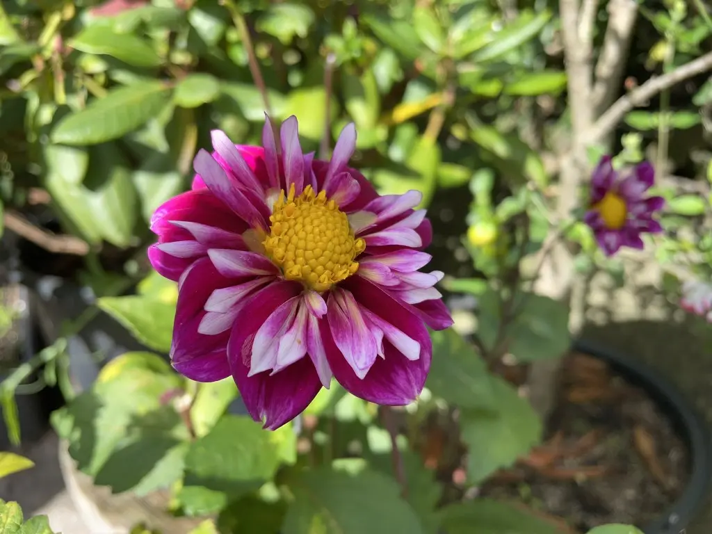 Dahlia Mary Evelyn Tubers