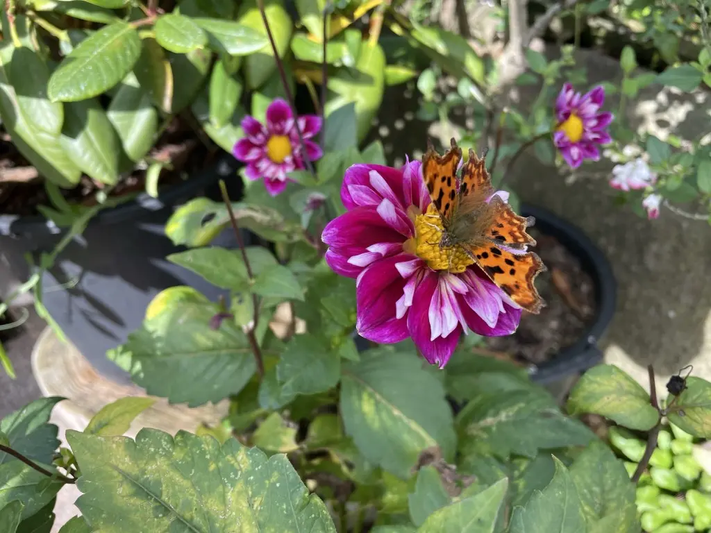 Dahlia Mary Evelyn Tubers