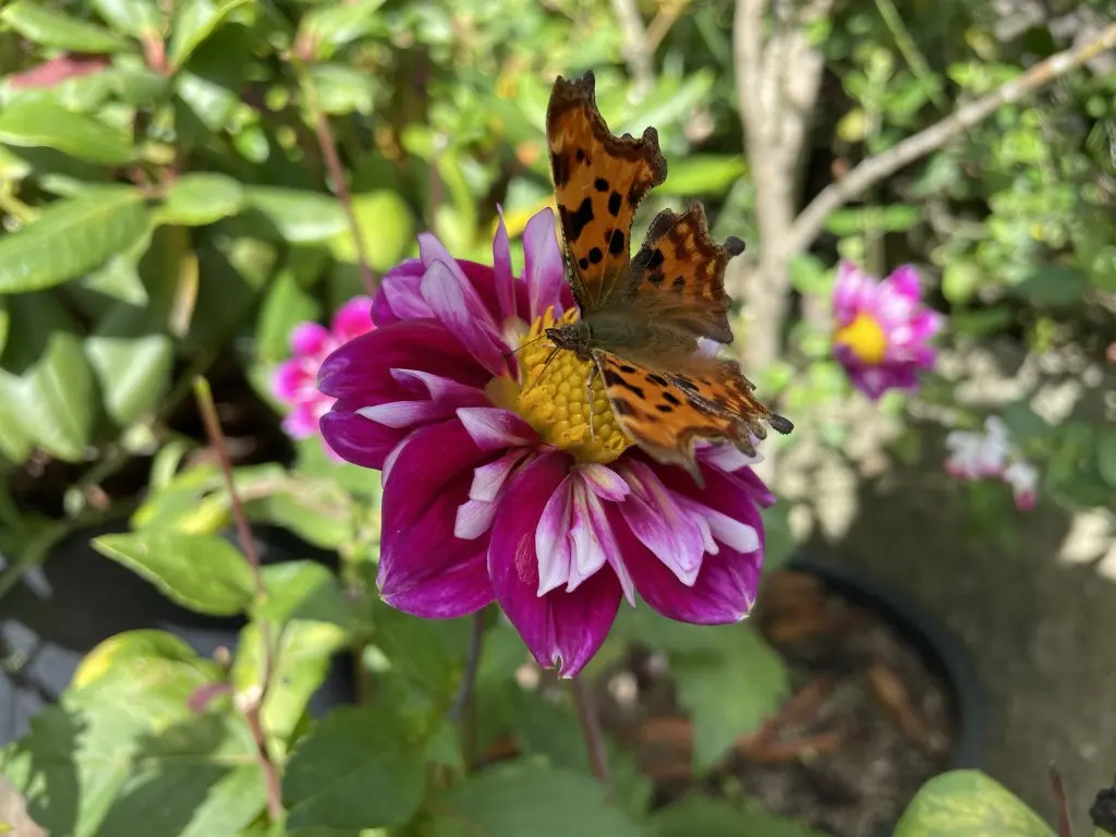 Dahlia Mary Evelyn Tubers