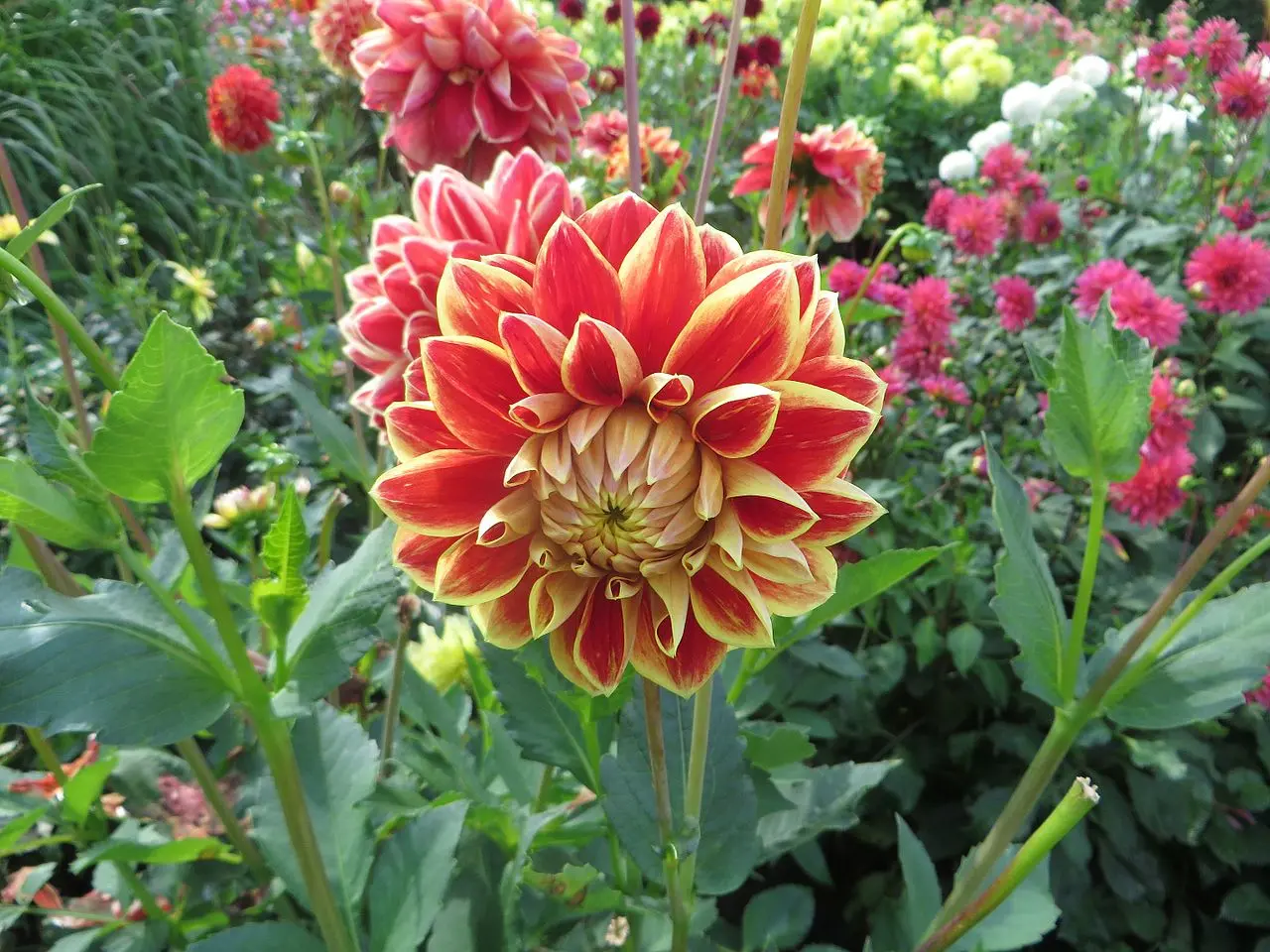 Dahlia Maxime Tubers