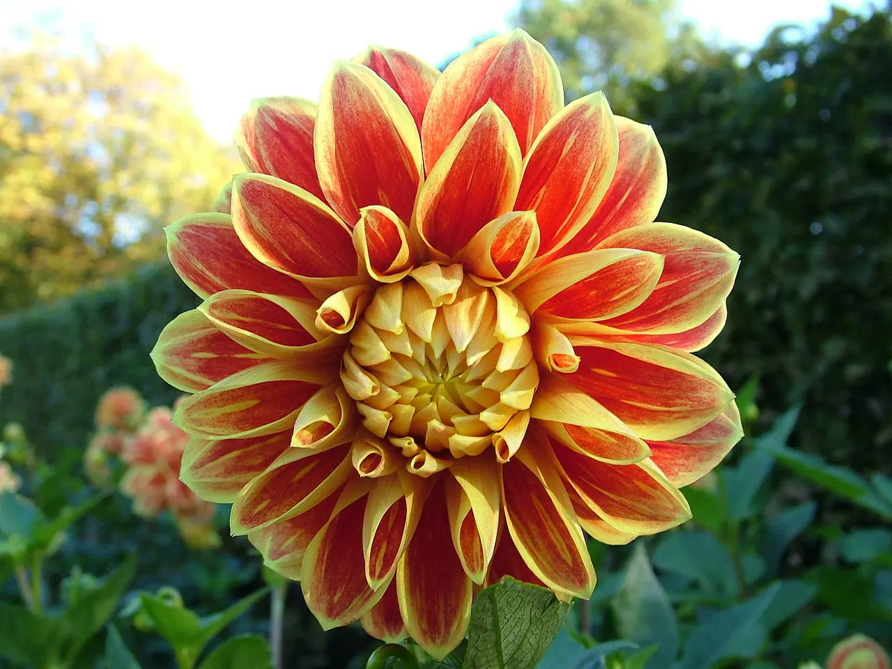 Dahlia Maxime Tubers