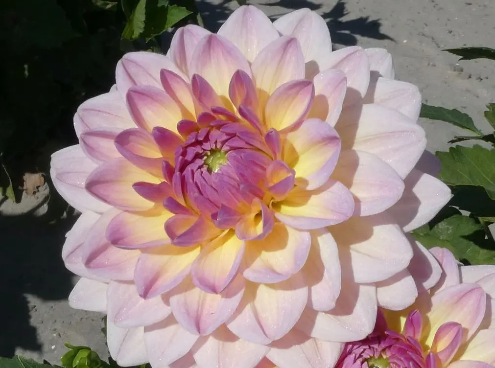 Dahlia Maya Tubers