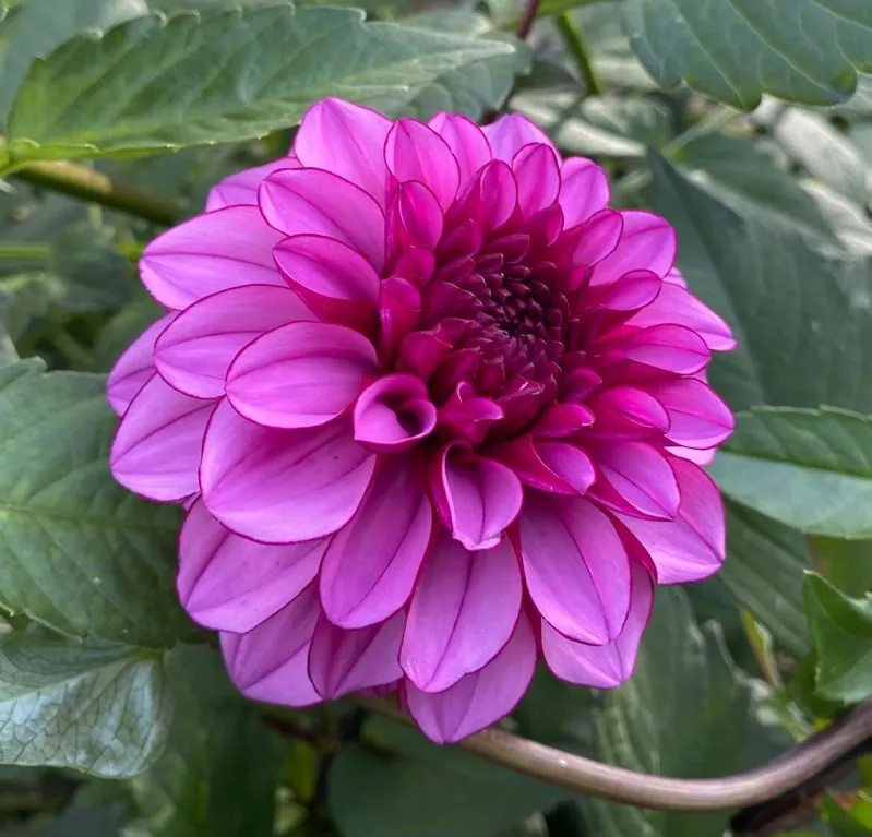 Dahlia Melissa Anna Marijke Tubers