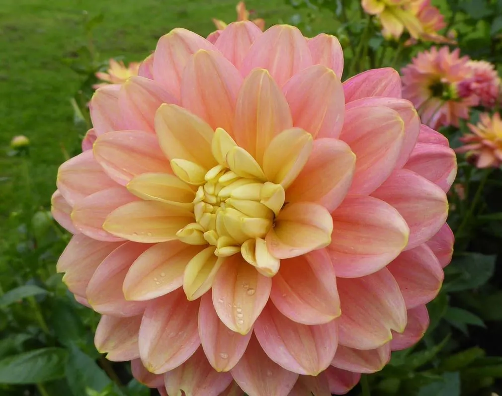 Dahlia Melody Allegro Tubers