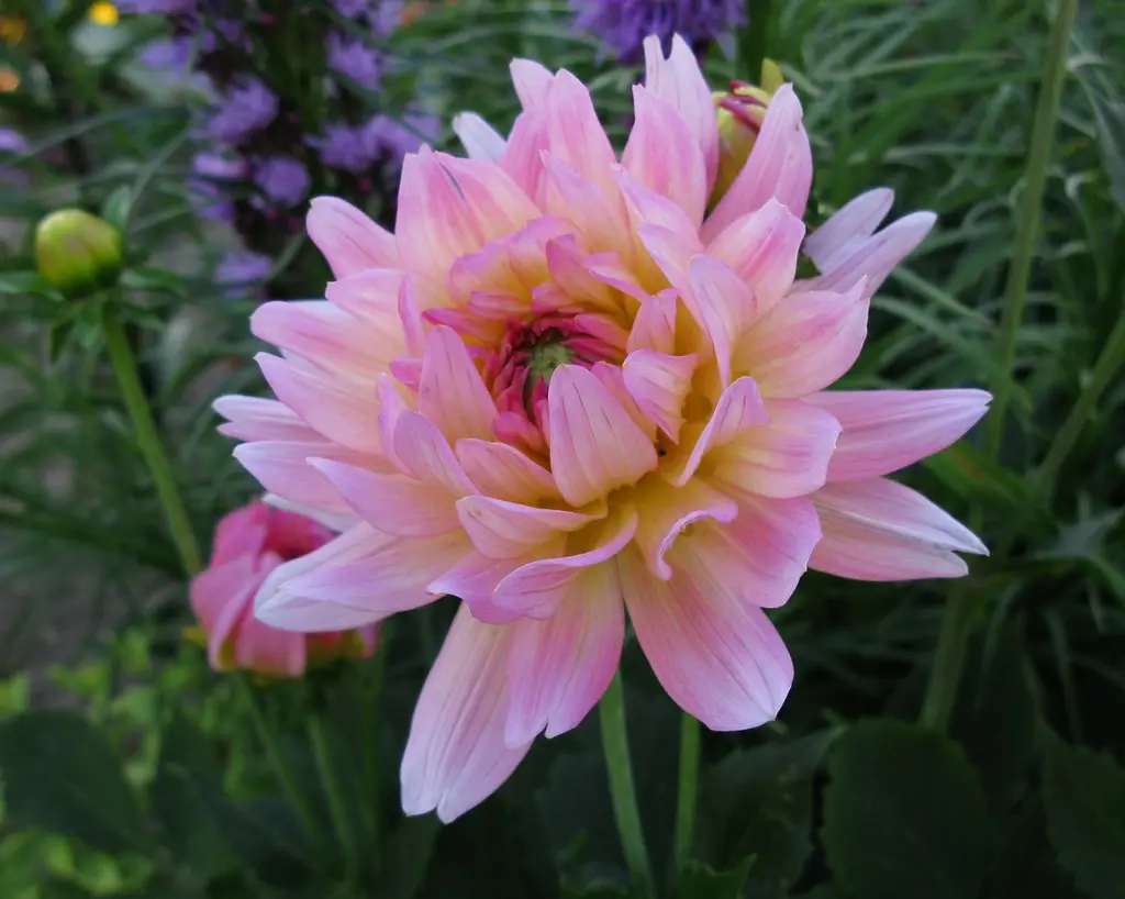 Dahlia Melody Gipsy Tubers
