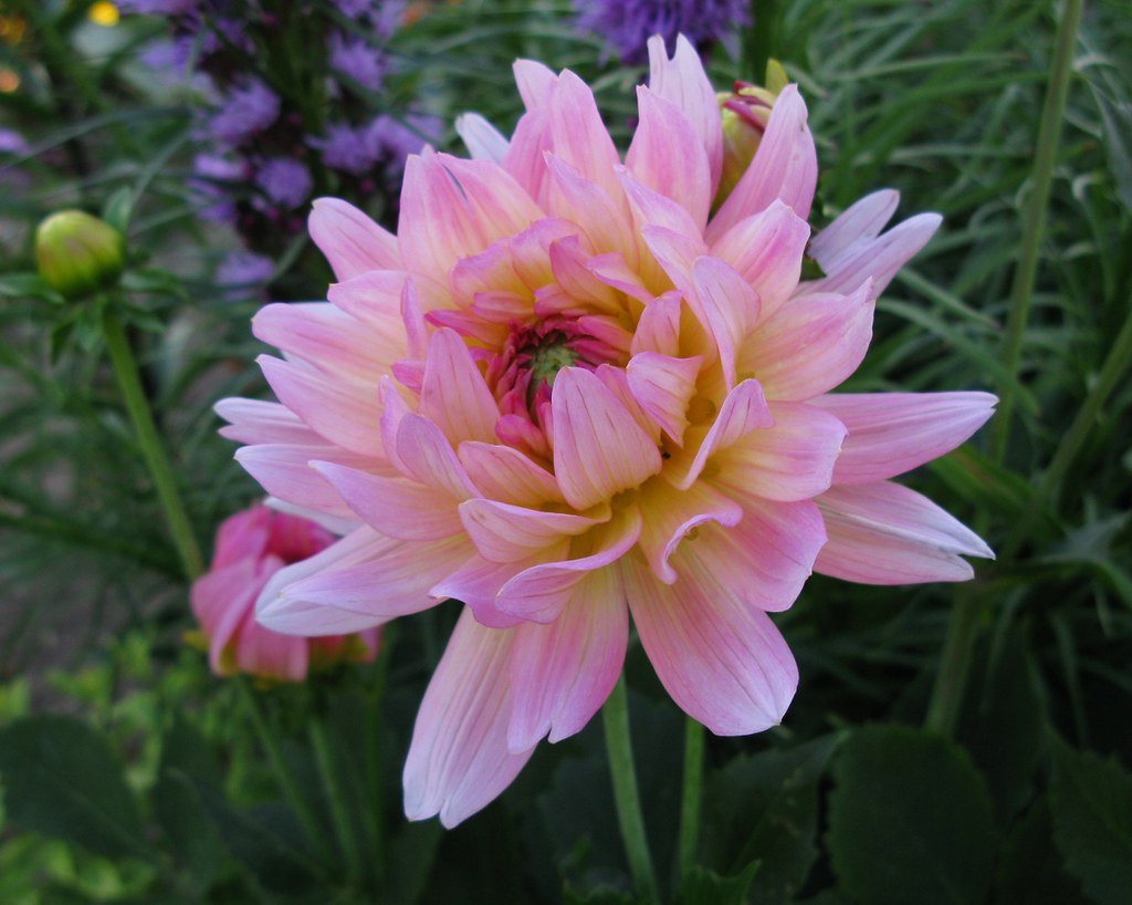 Dahlia Melody Gipsy Tubers