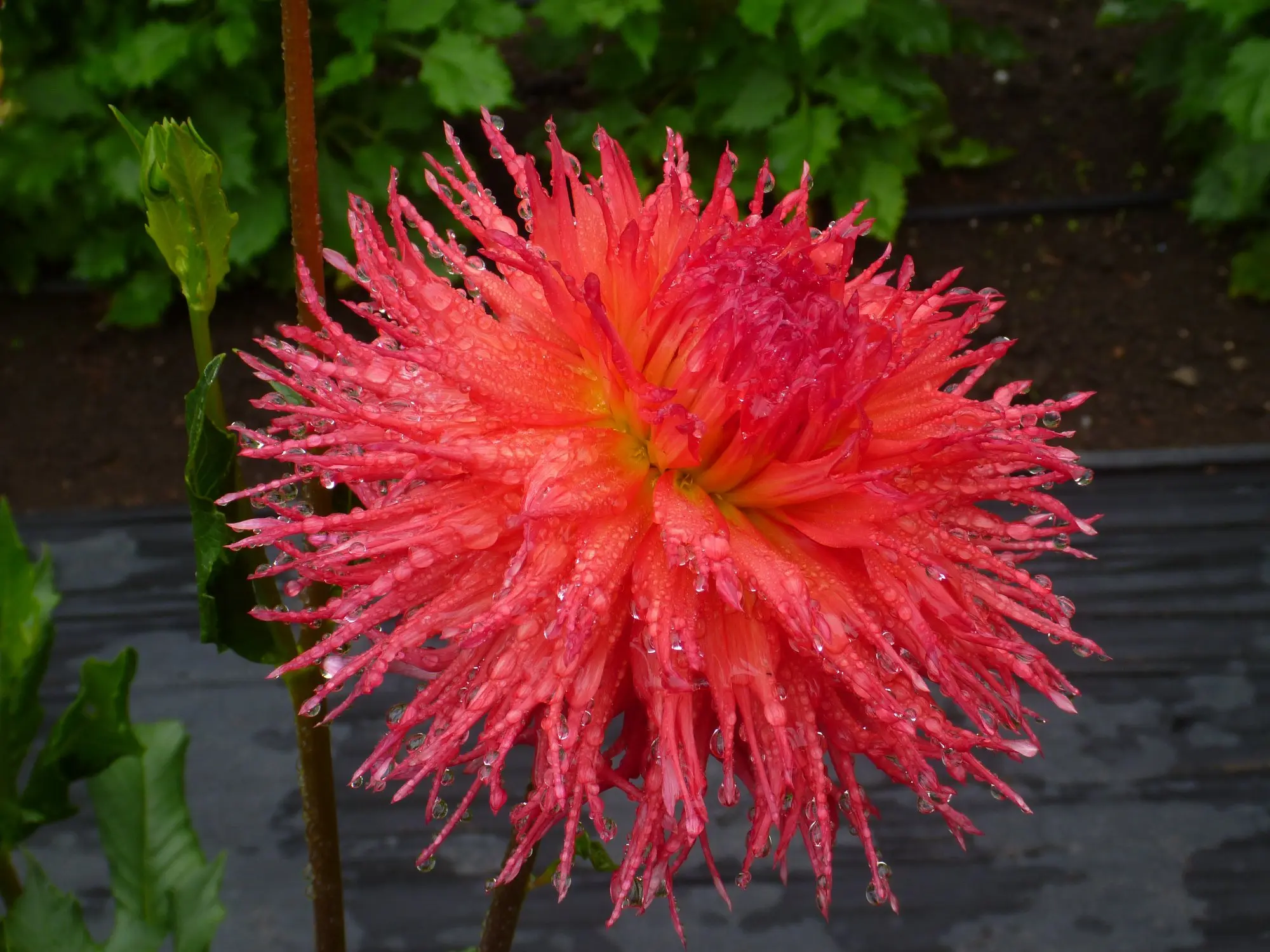 Dahlia Mel’s Orange Marmalade Tubers