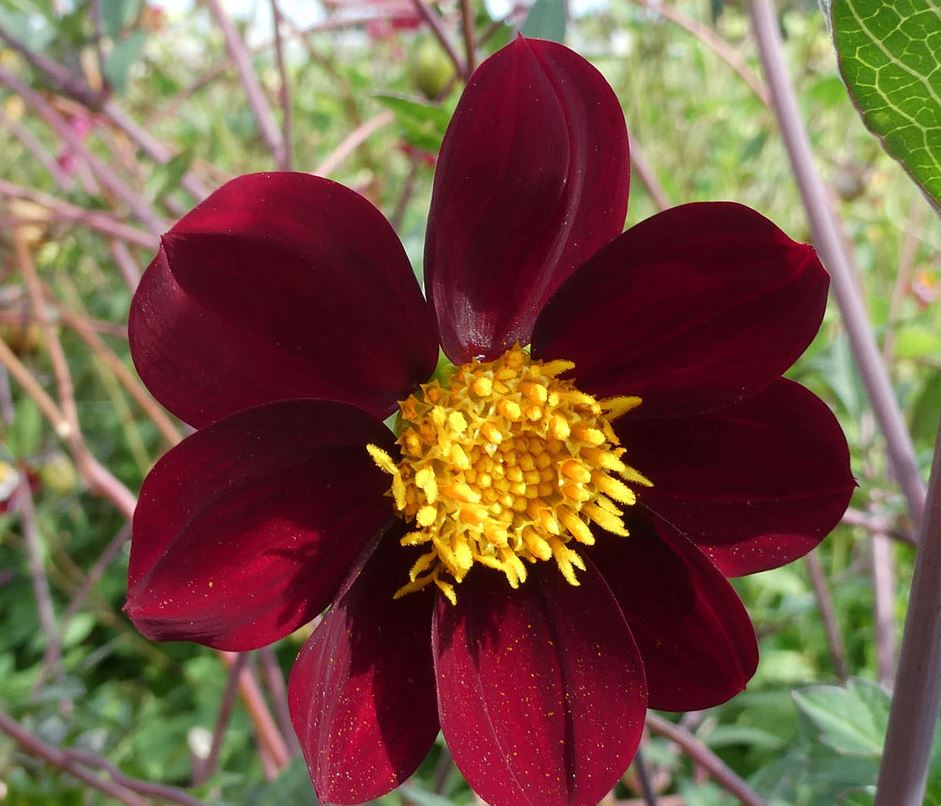 Dahlia Mexican Star Tubers