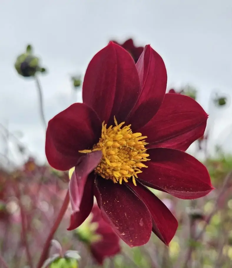 Dahlia Mexican Star Tubers