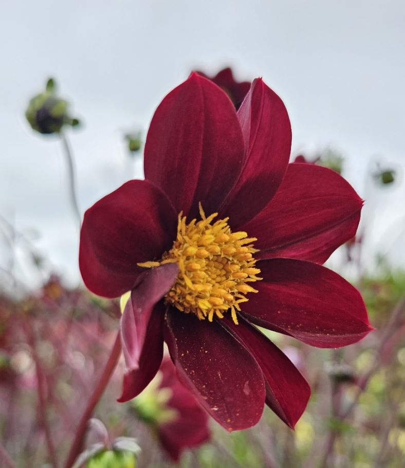 Dahlia Mexican Star Tubers