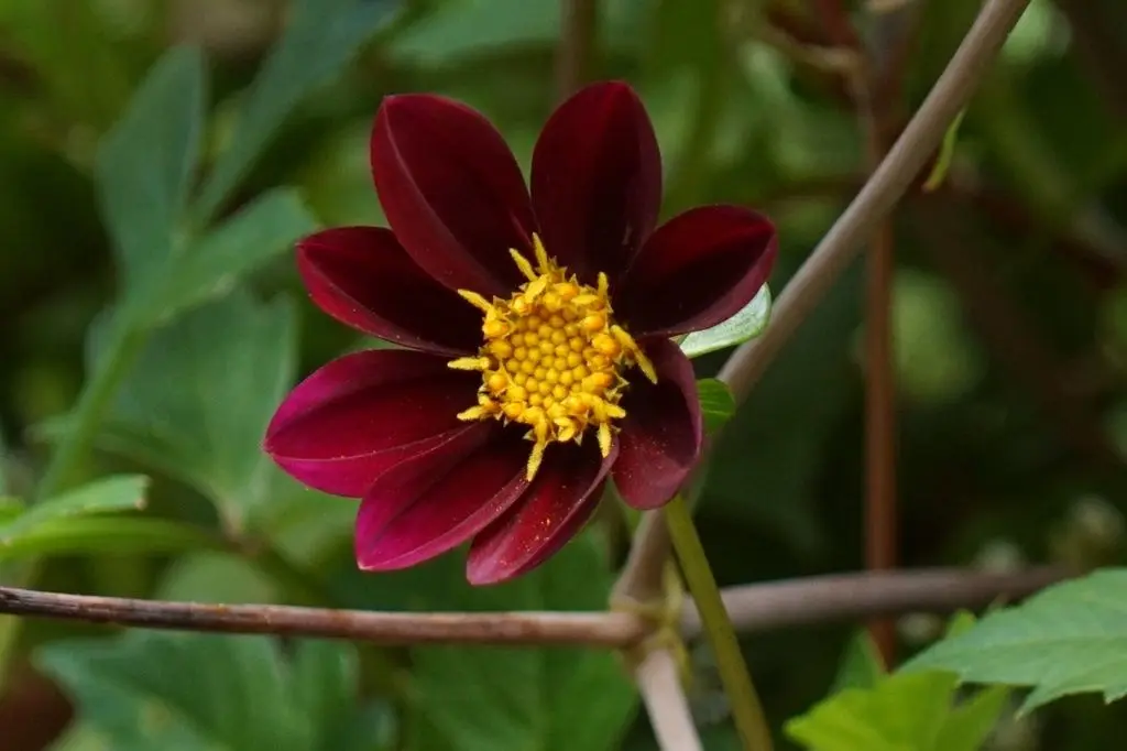 Dahlia Mexican Star Tubers