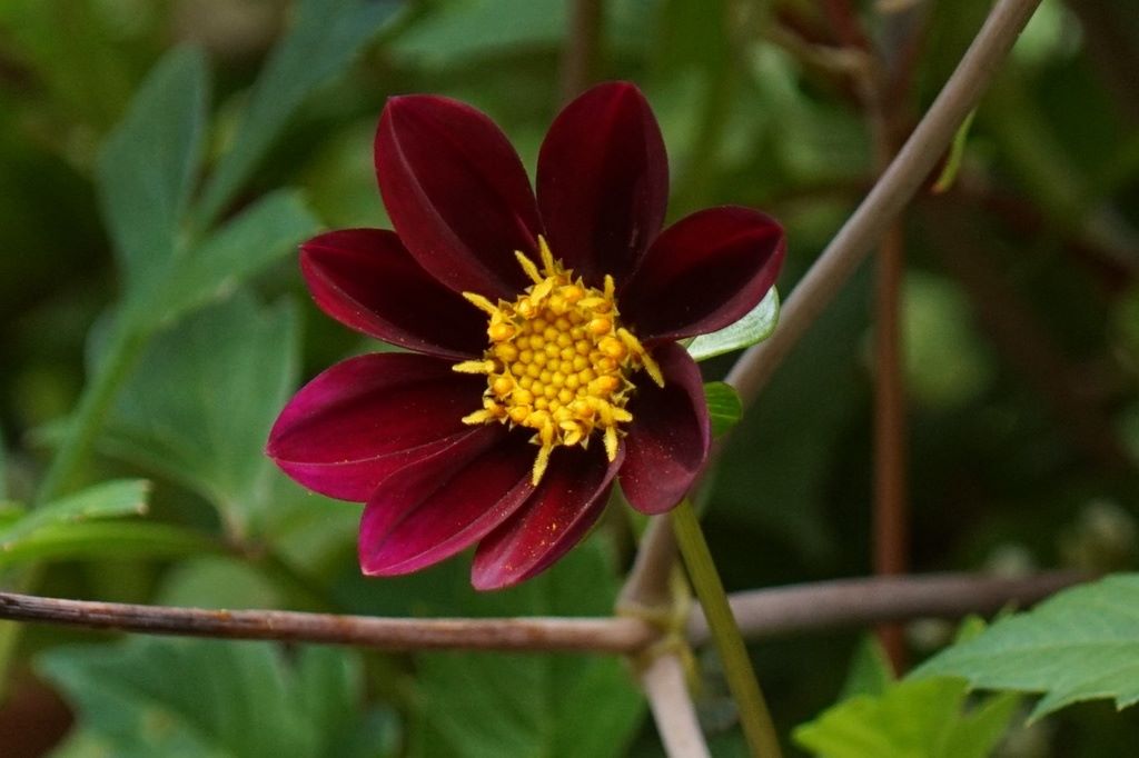 Dahlia Mexican Star Tubers