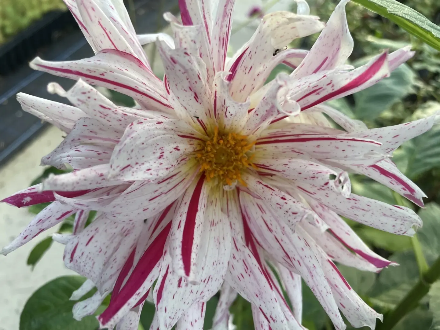 Dahlia Mick's Peppermint Tubers
