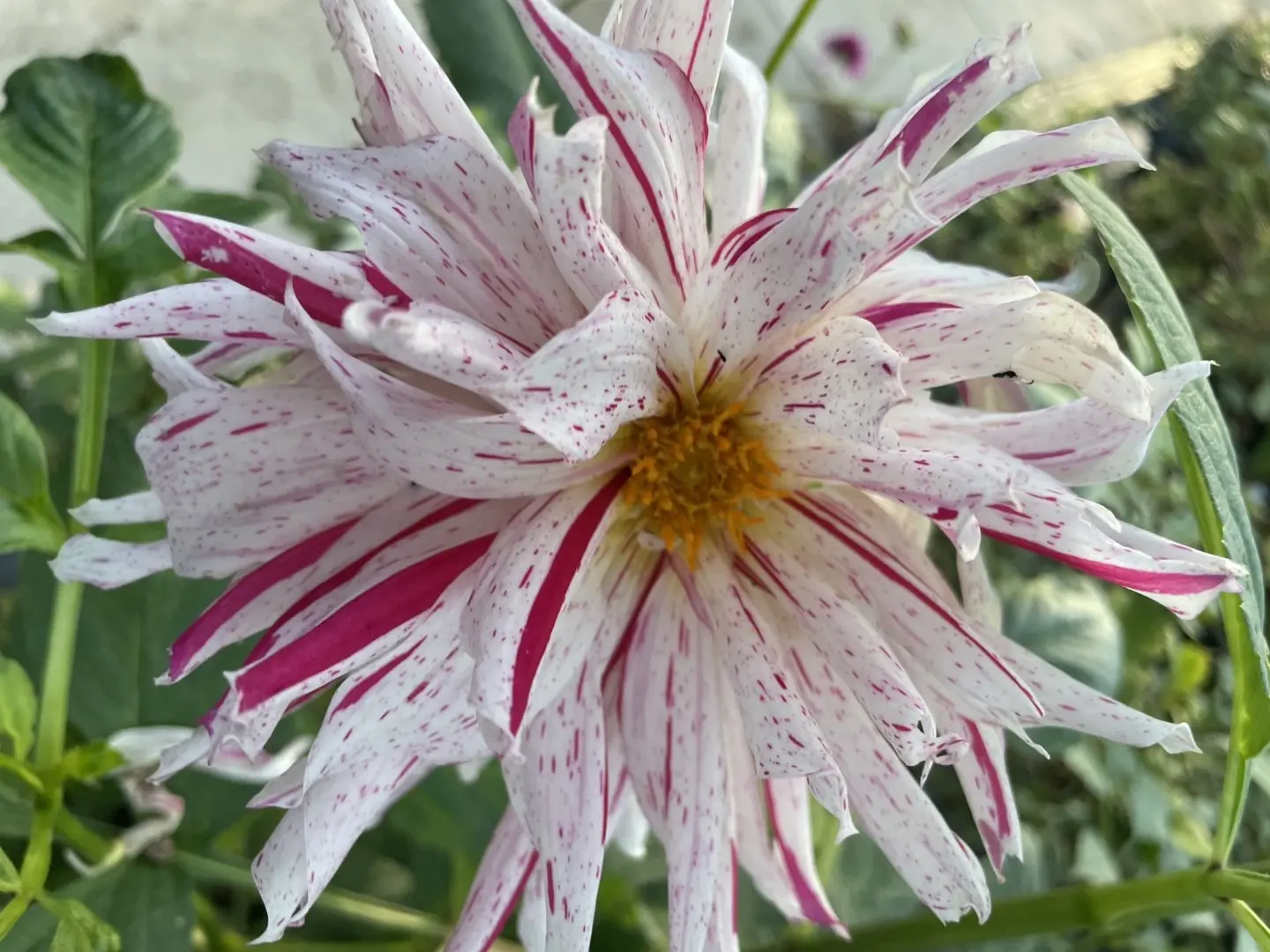 Dahlia Mick's Peppermint Tubers