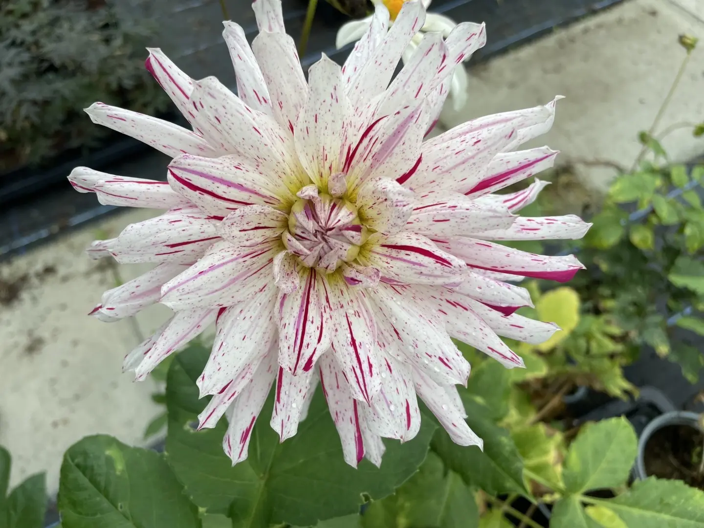 Dahlia Mick's Peppermint Tubers