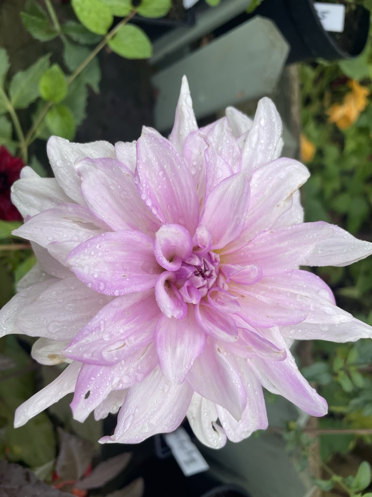 Dahlia Mikayla Miranda Tubers