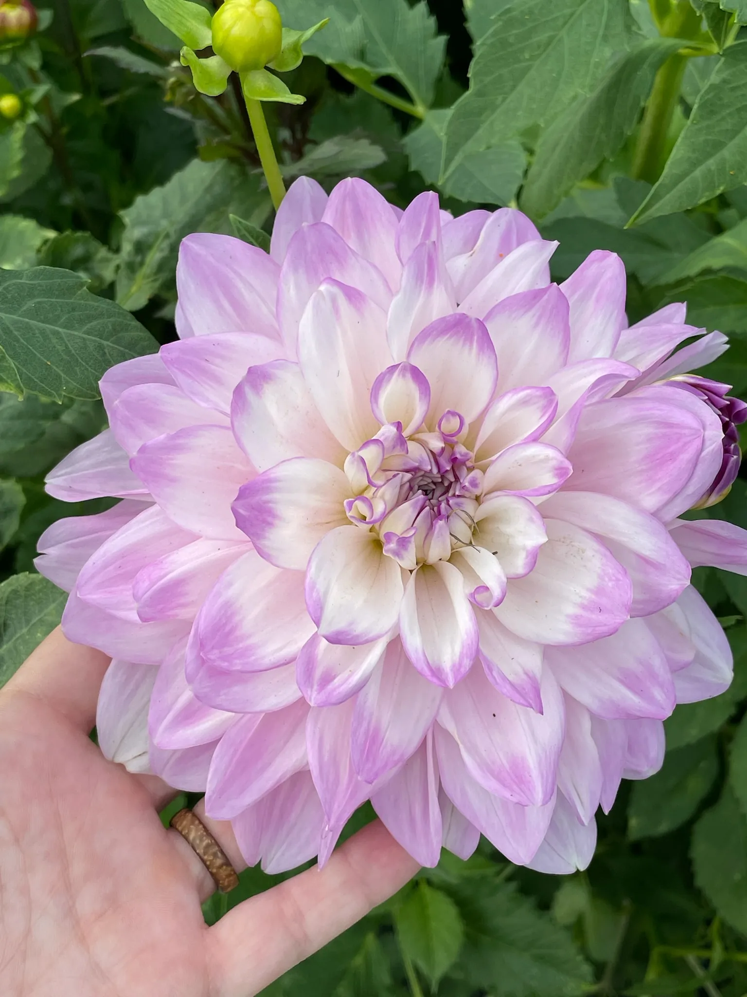 Dahlia Mikayla Miranda Tubers