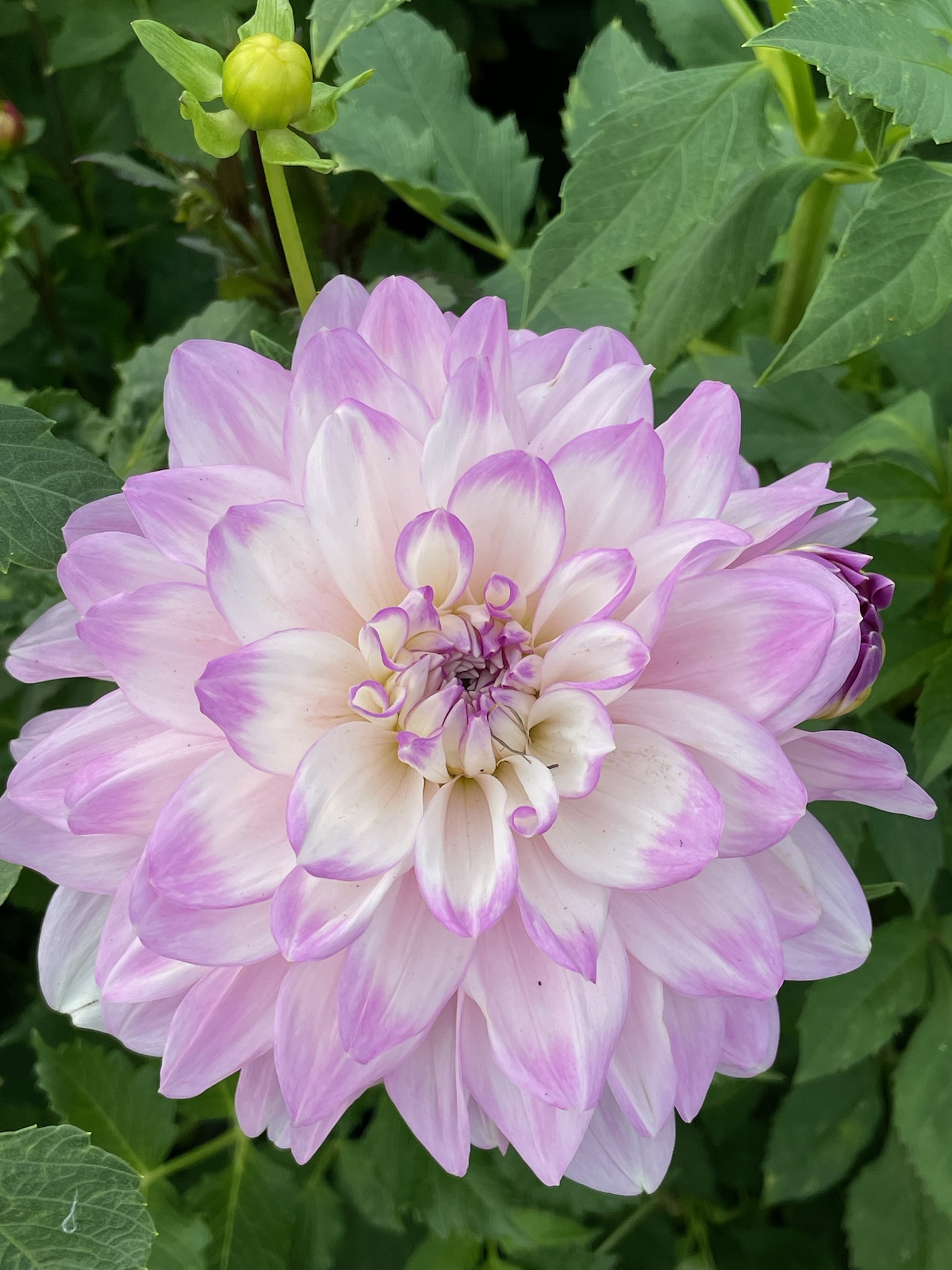 Dahlia Mikayla Miranda Tubers