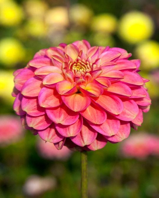 Dahlia Milena Fleur Tubers