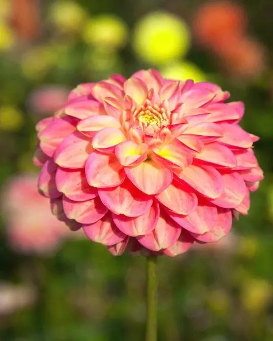 Dahlia Milena Fleur Tubers