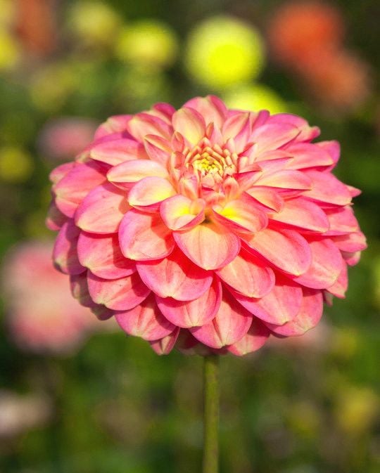Dahlia Milena Fleur Tubers