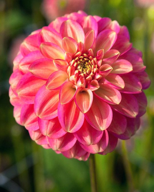 Dahlia Milena Fleur Tubers