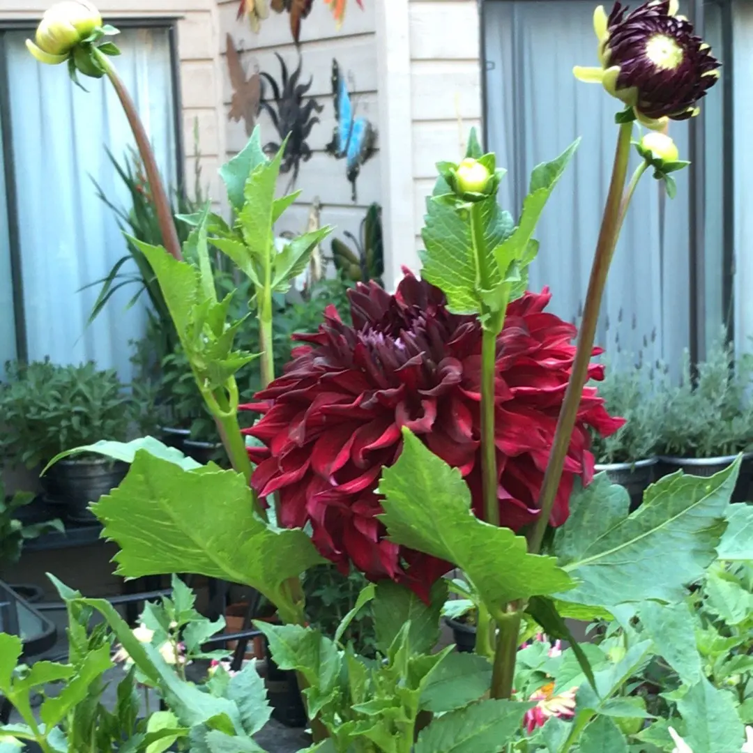 Dahlia Mingus Alex Tubers