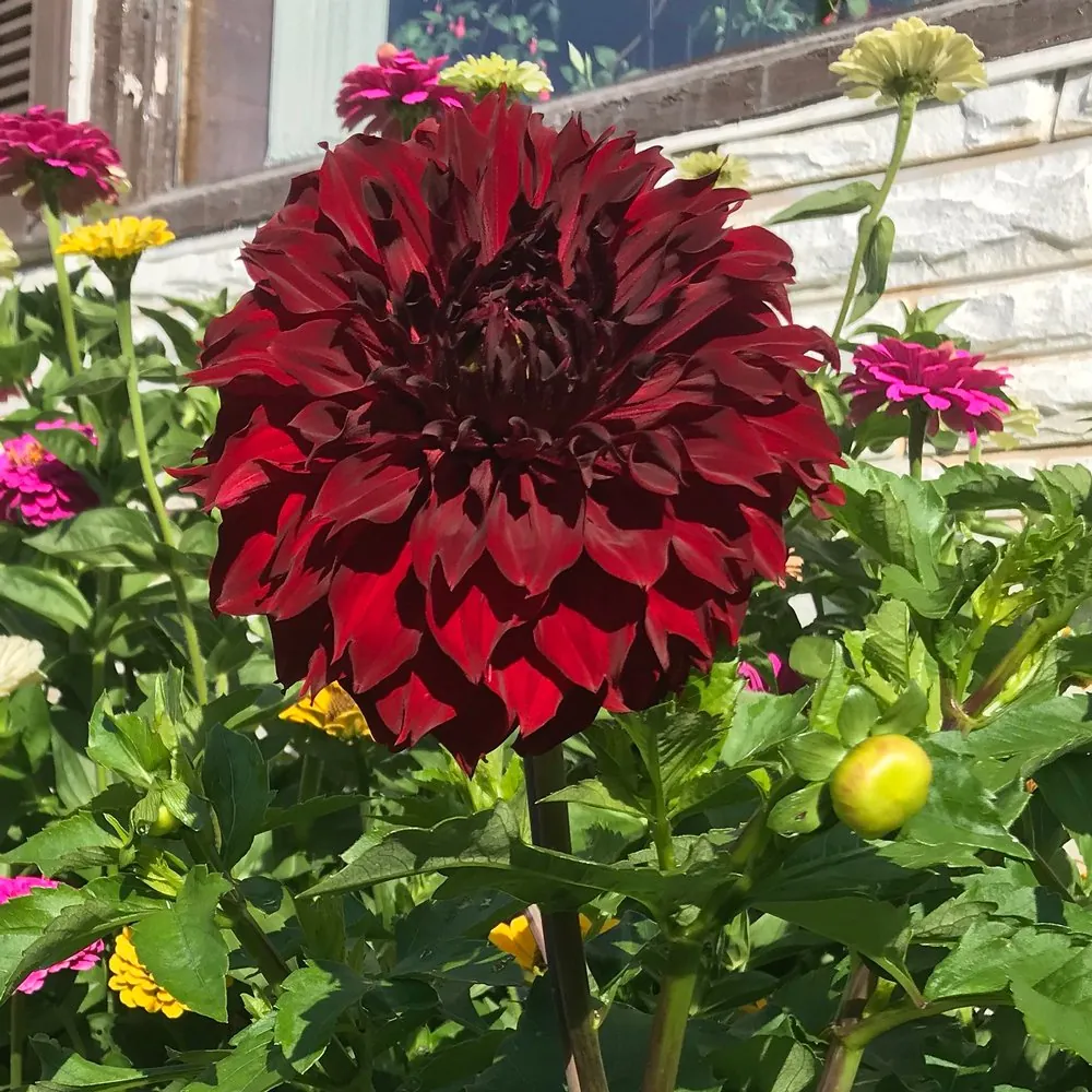 Dahlia Mingus Alex Tubers