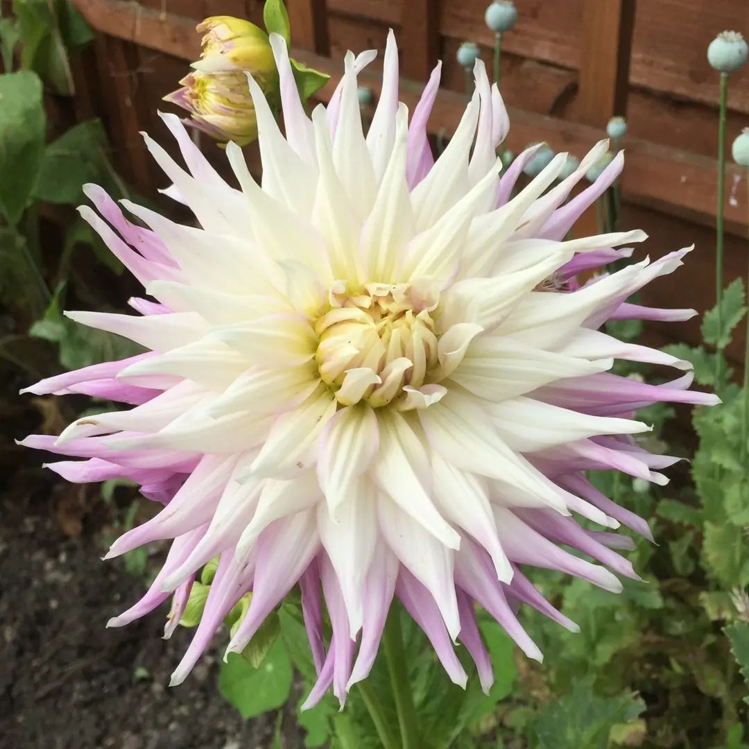 Dahlia Mingus Gregory Tubers