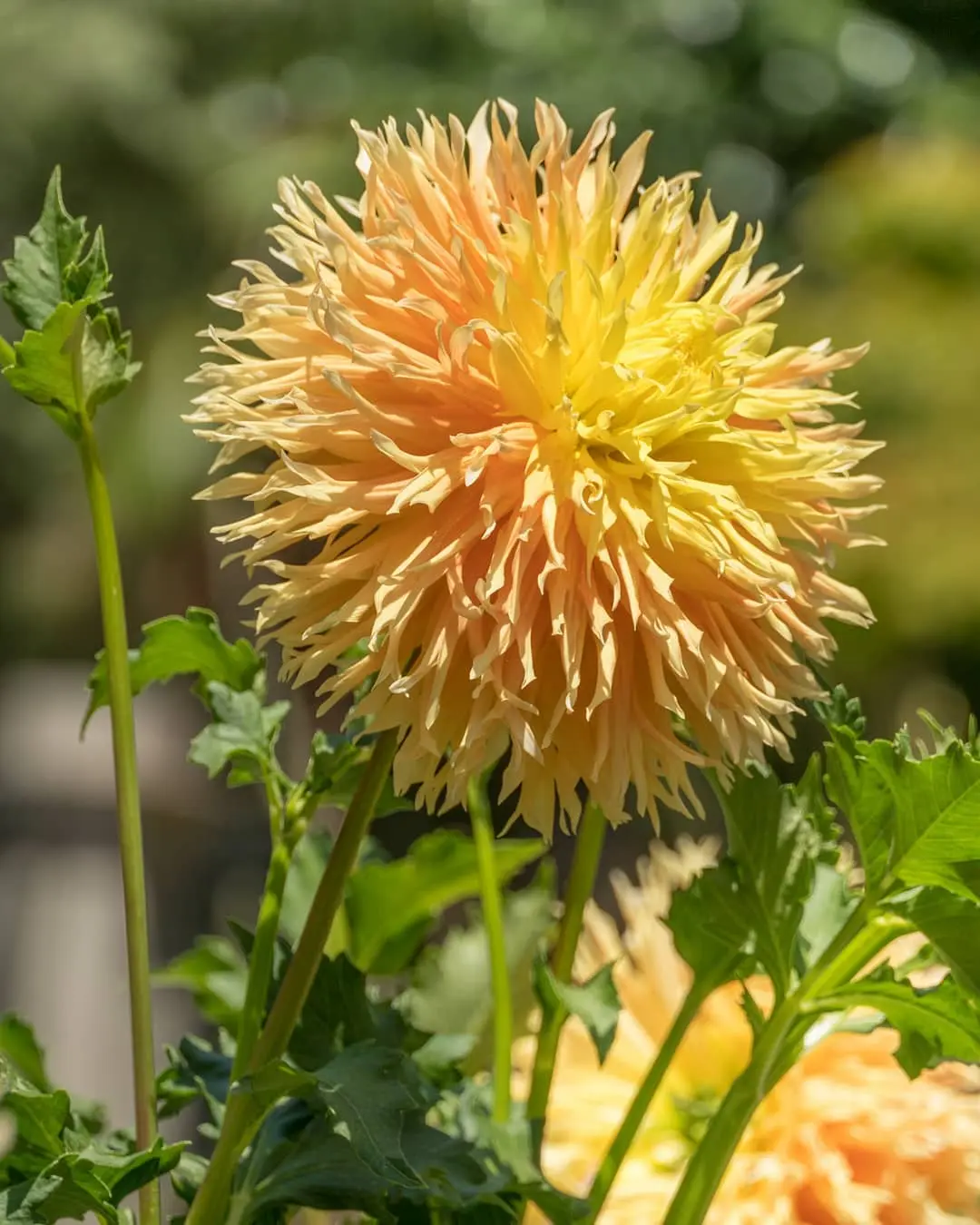 Dahlia Mingus Joshua Tubers