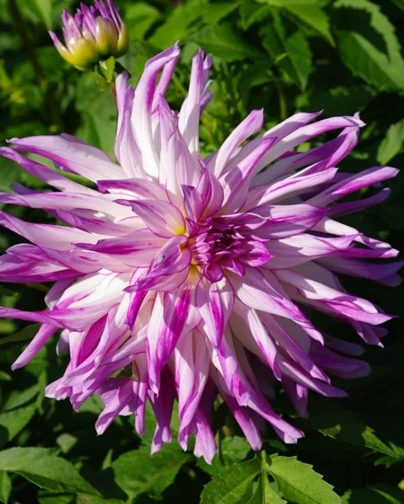 Dahlia Mingus Randy Tubers