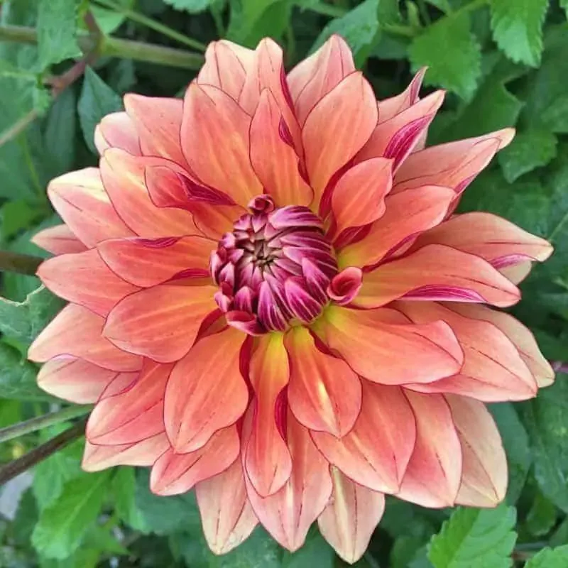 Dahlia Miss Brandy Tubers