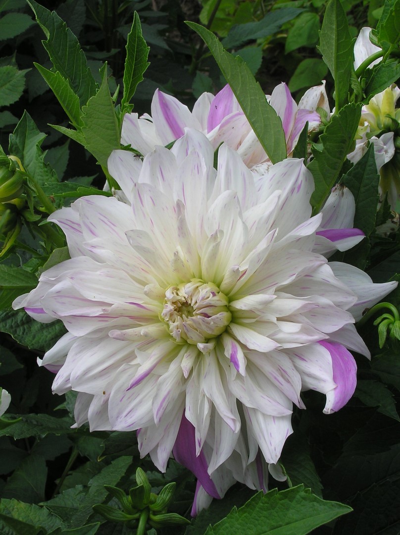 Dahlia Mom's Special Tubers