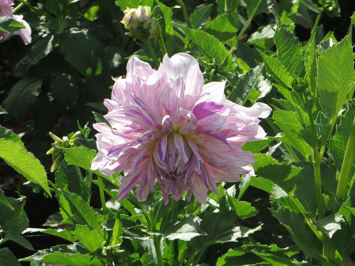 Dahlia Mom's Special Tubers