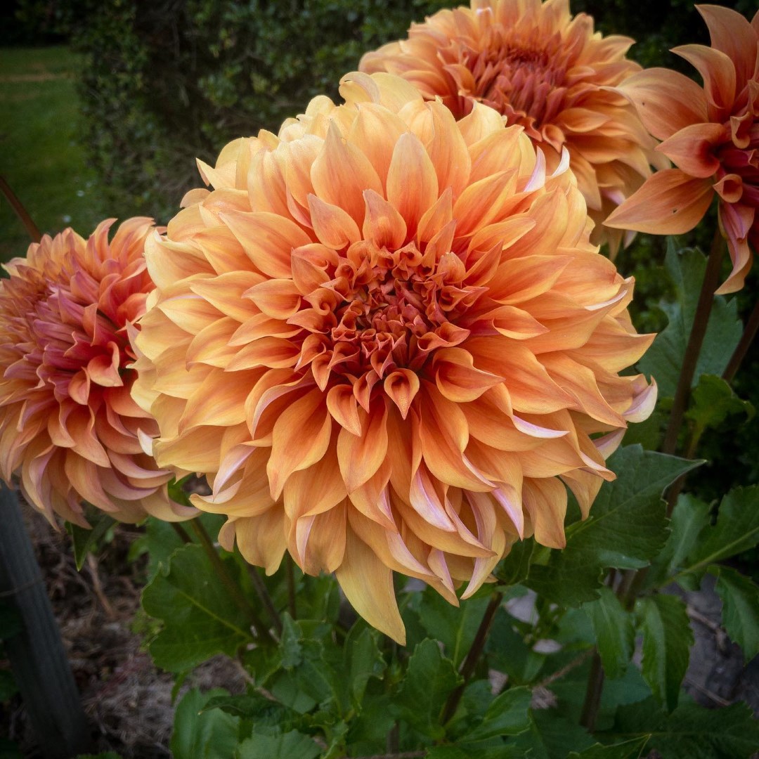 Dahlia Moonlight Sonata Tubers