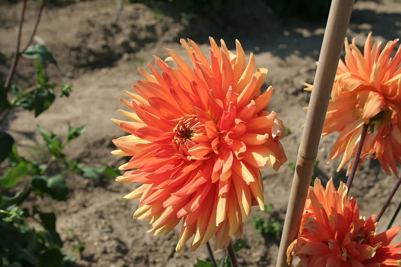 Dahlia Motto Tubers