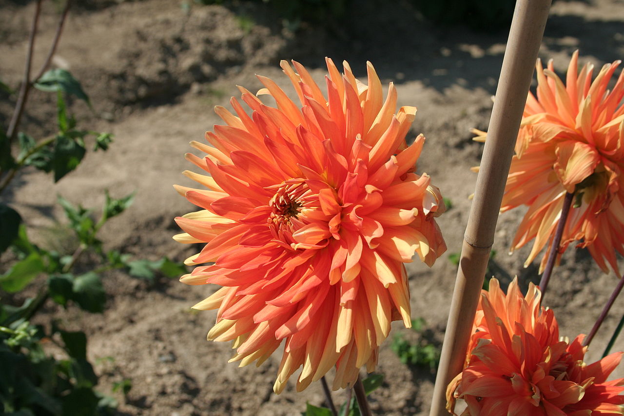 Dahlia Motto Tubers
