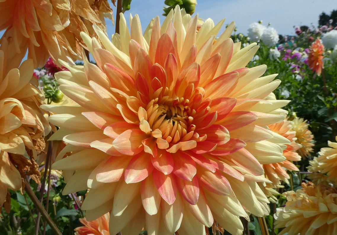 Dahlia Motto Tubers