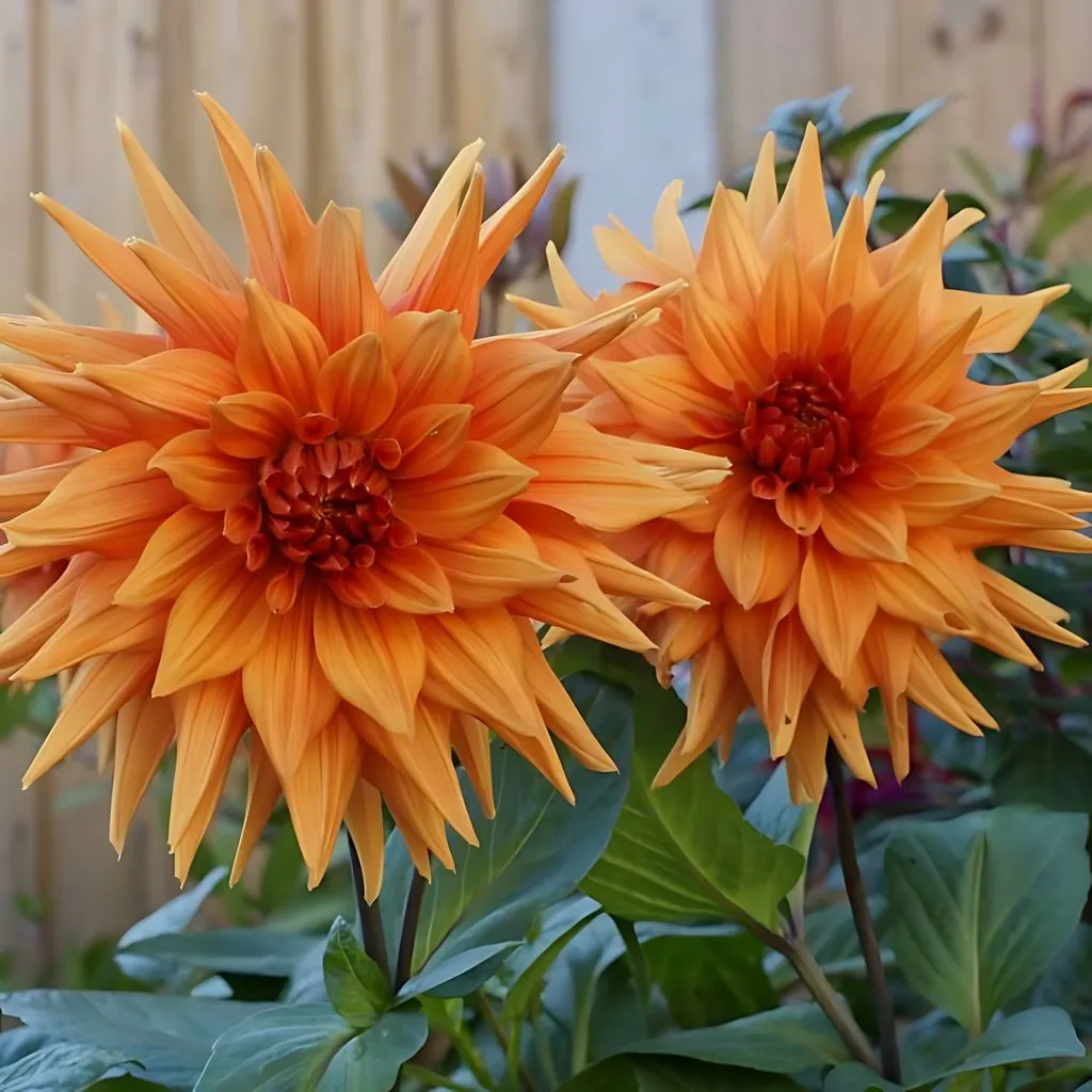 Dahlia Mrs Eileen Tubers