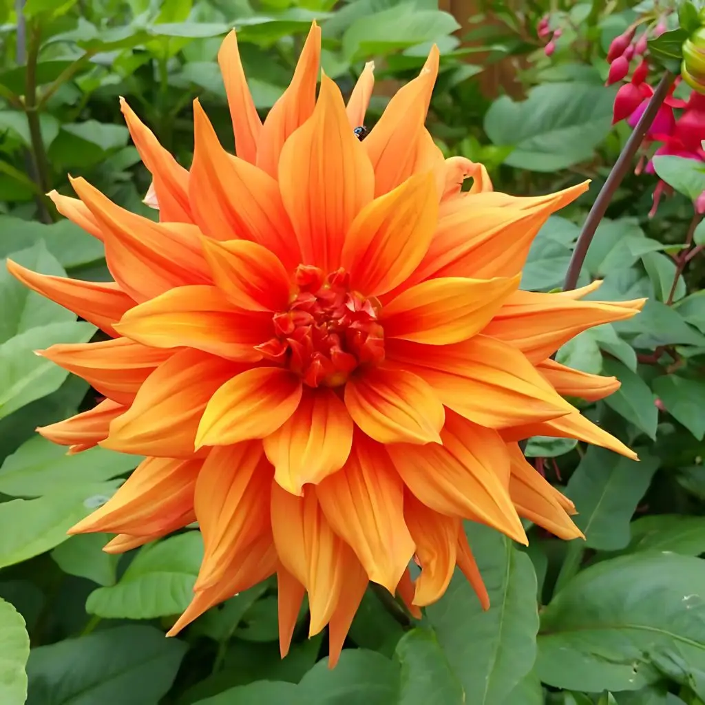 Dahlia Mrs Eileen Tubers