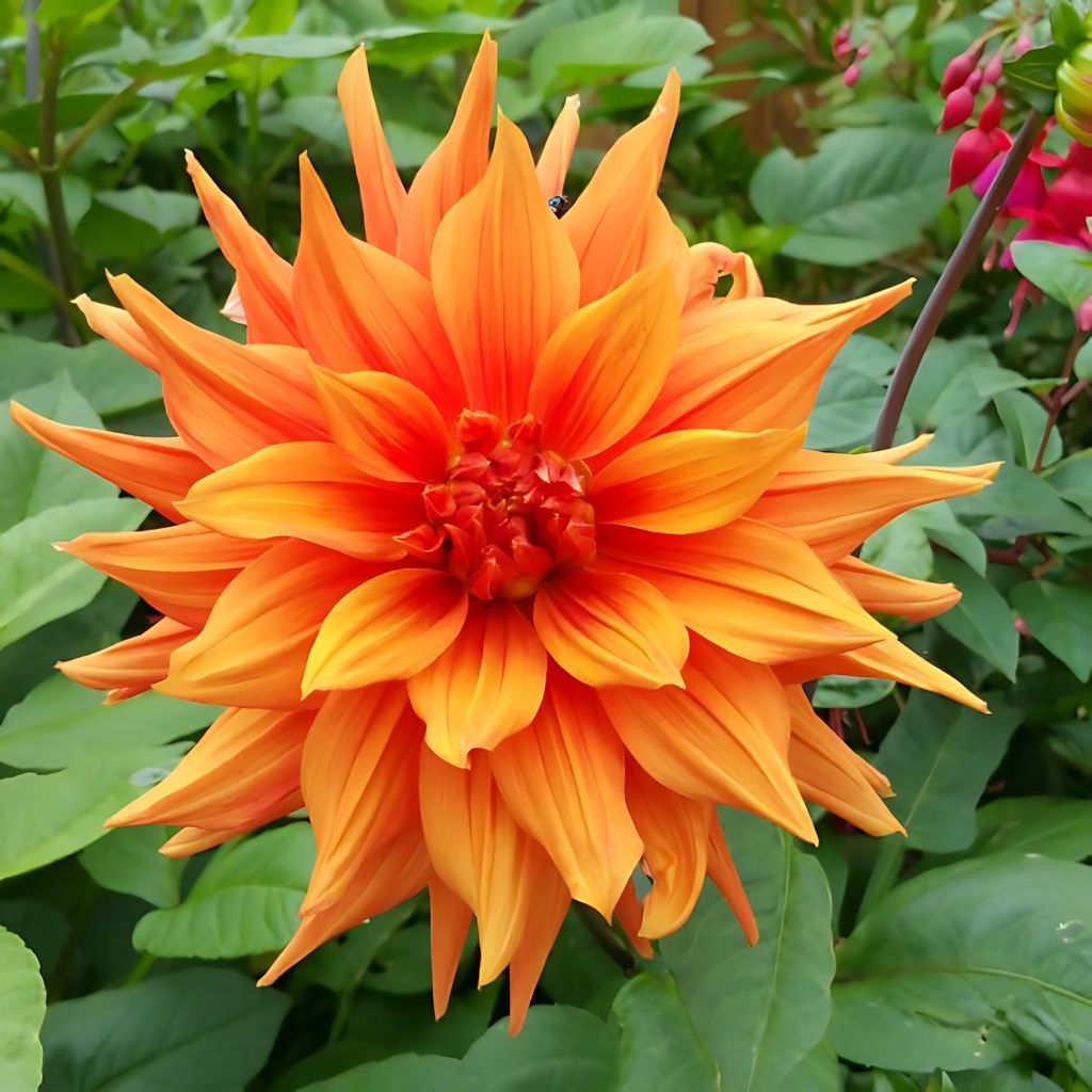 Dahlia Mrs Eileen Tubers