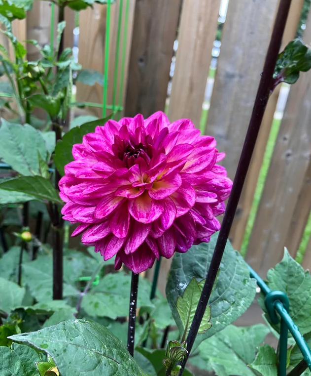 Dahlia Muchacha Tubers